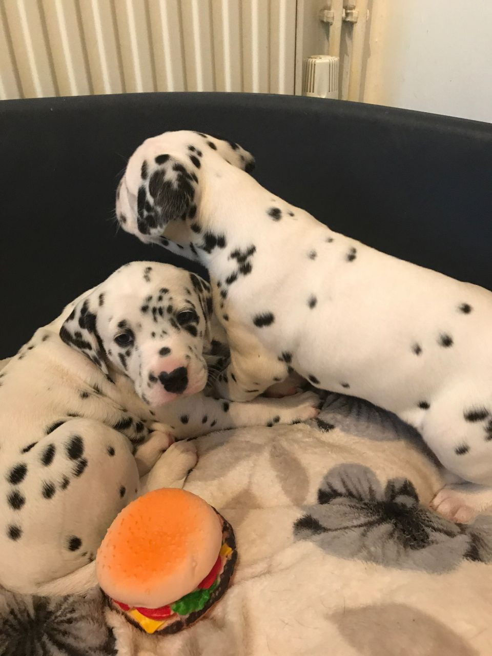 Dalmatian Puppies For Sale Dallas, TX 202581 Petzlover