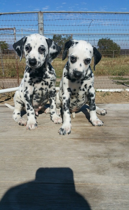Dalmatian Puppies For Sale San Diego, CA 206041