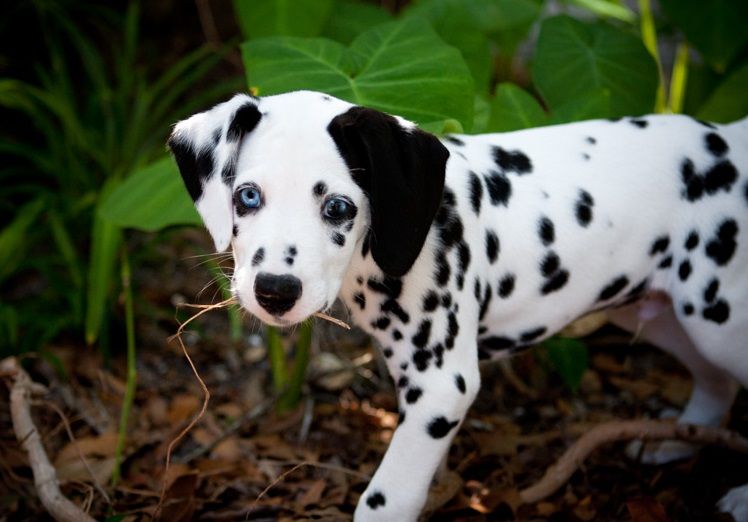 Dalmatian Puppies For Sale KY 206960