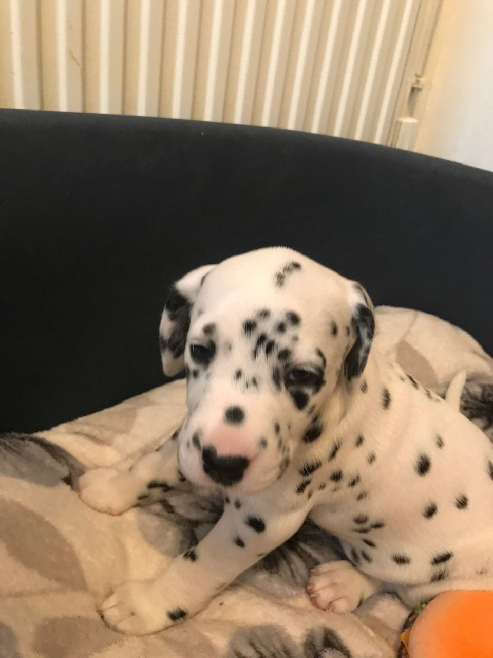 Dalmatian Puppies For Sale Dallas, TX 208160 Petzlover