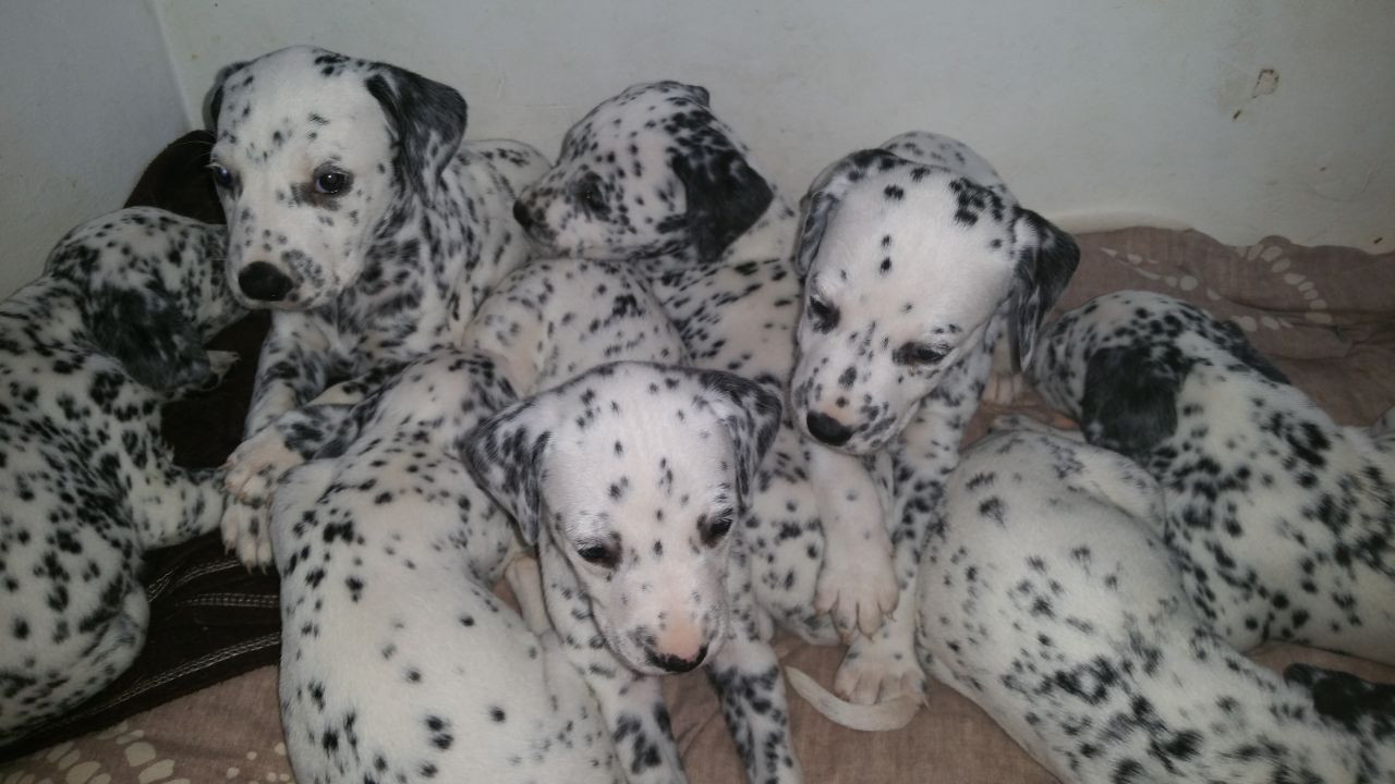 Dalmatian Puppies For Sale U.S. 4, Whitehall, NY 214213