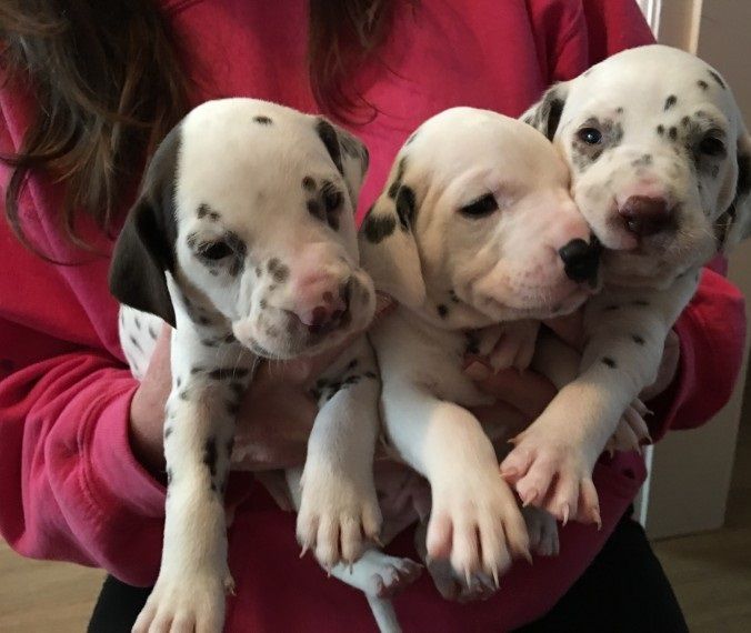 Dalmatian Puppies For Sale Clifton, NJ 217402 Petzlover