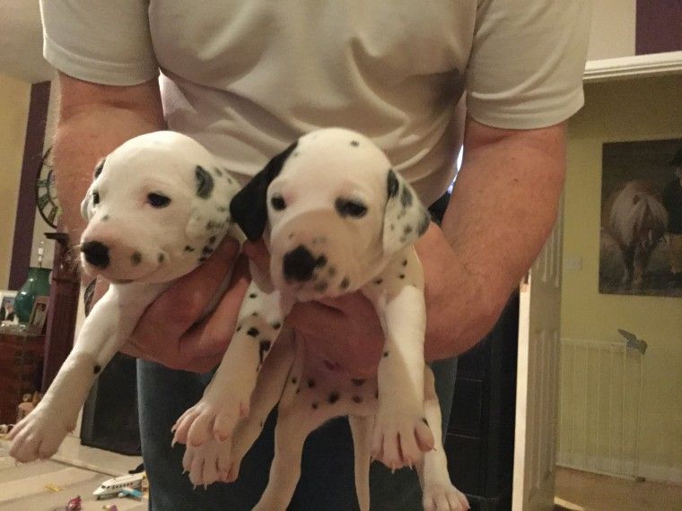 Dalmatian Puppies For Sale Clifton, NJ 217402 Petzlover