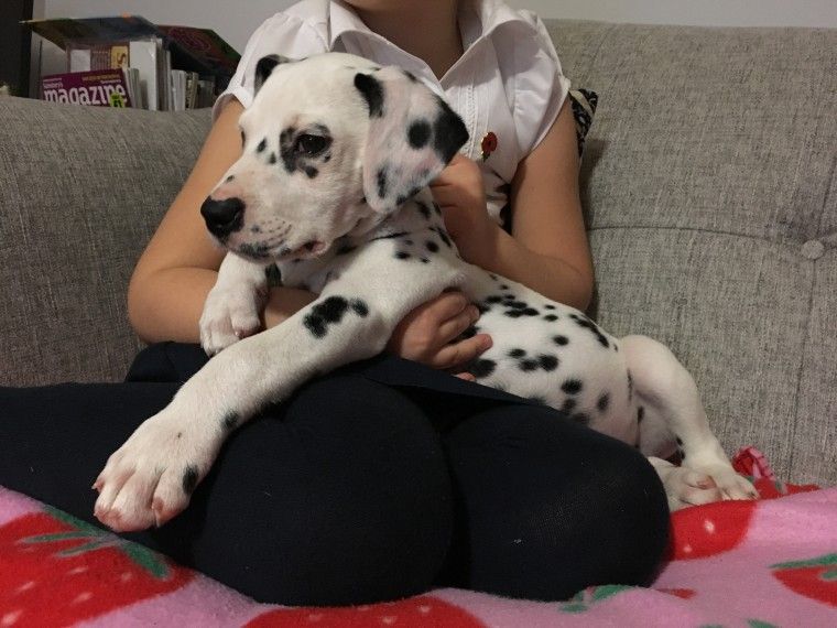 Dalmatian Puppies For Sale | West Virginia USA