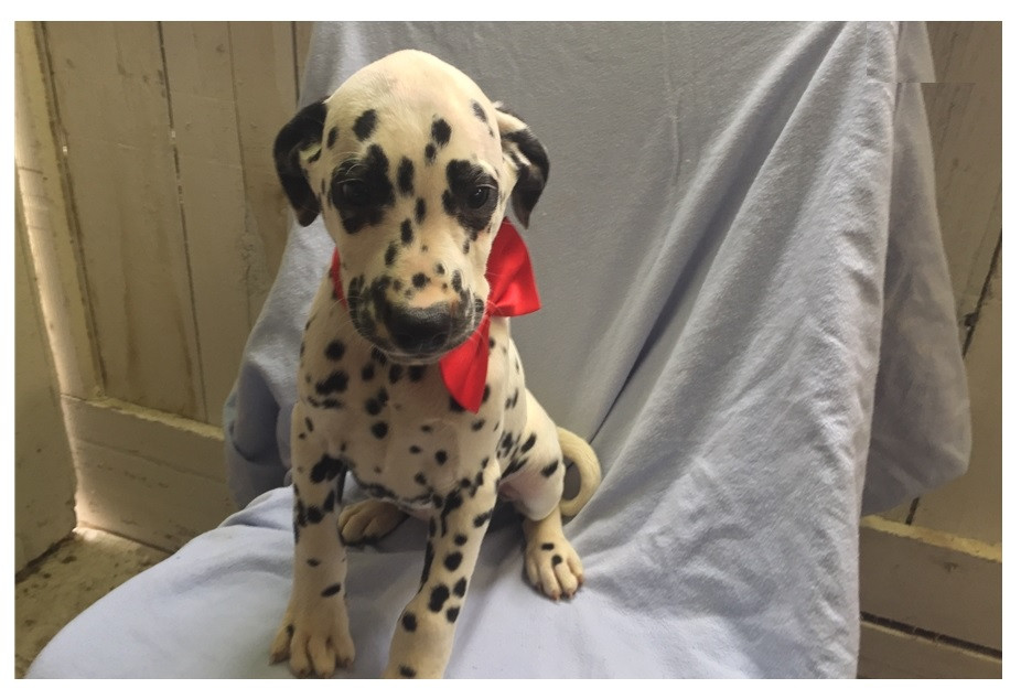 Dalmatian Puppies For Sale San Jose, CA 224037