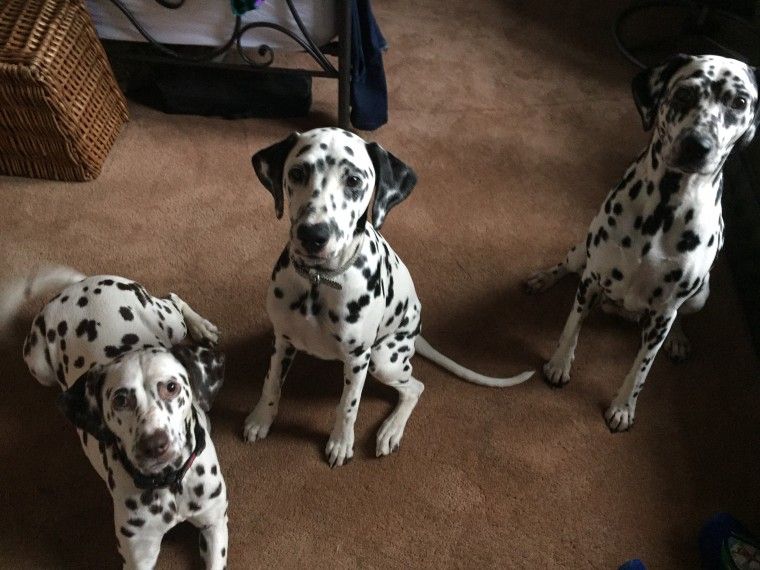 Brown Dalmatian Puppies For Sale In Texas My Hobby