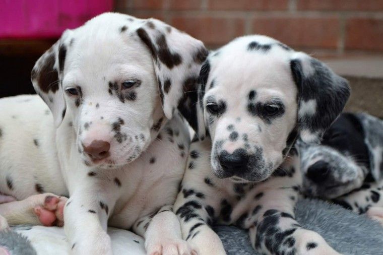 Dalmatian Puppies For Sale Hackettstown, NJ 233596