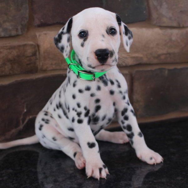 Dalmatian Puppies For Sale Canton, OH 235043 Petzlover