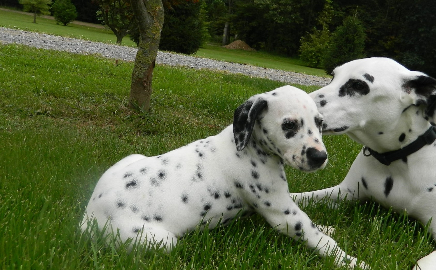 Dalmatian Puppies For Sale Beavertown, PA 242499