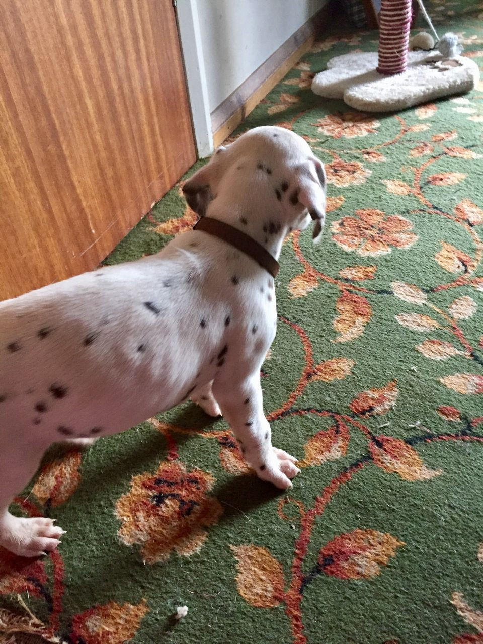Dalmatian Puppies For Sale Manchester, NH 242641