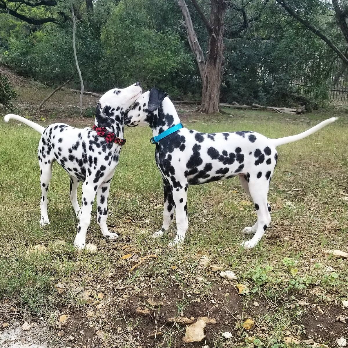 Dalmatian Puppies For Sale Nc Galleries Best Kanpou Decor