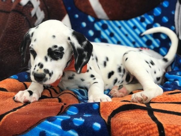 Dalmatian Puppies For Sale Sacramento, CA 254488
