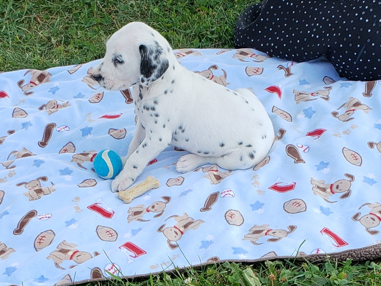Dalmatian Puppies For Sale Sugarcreek, OH 281842