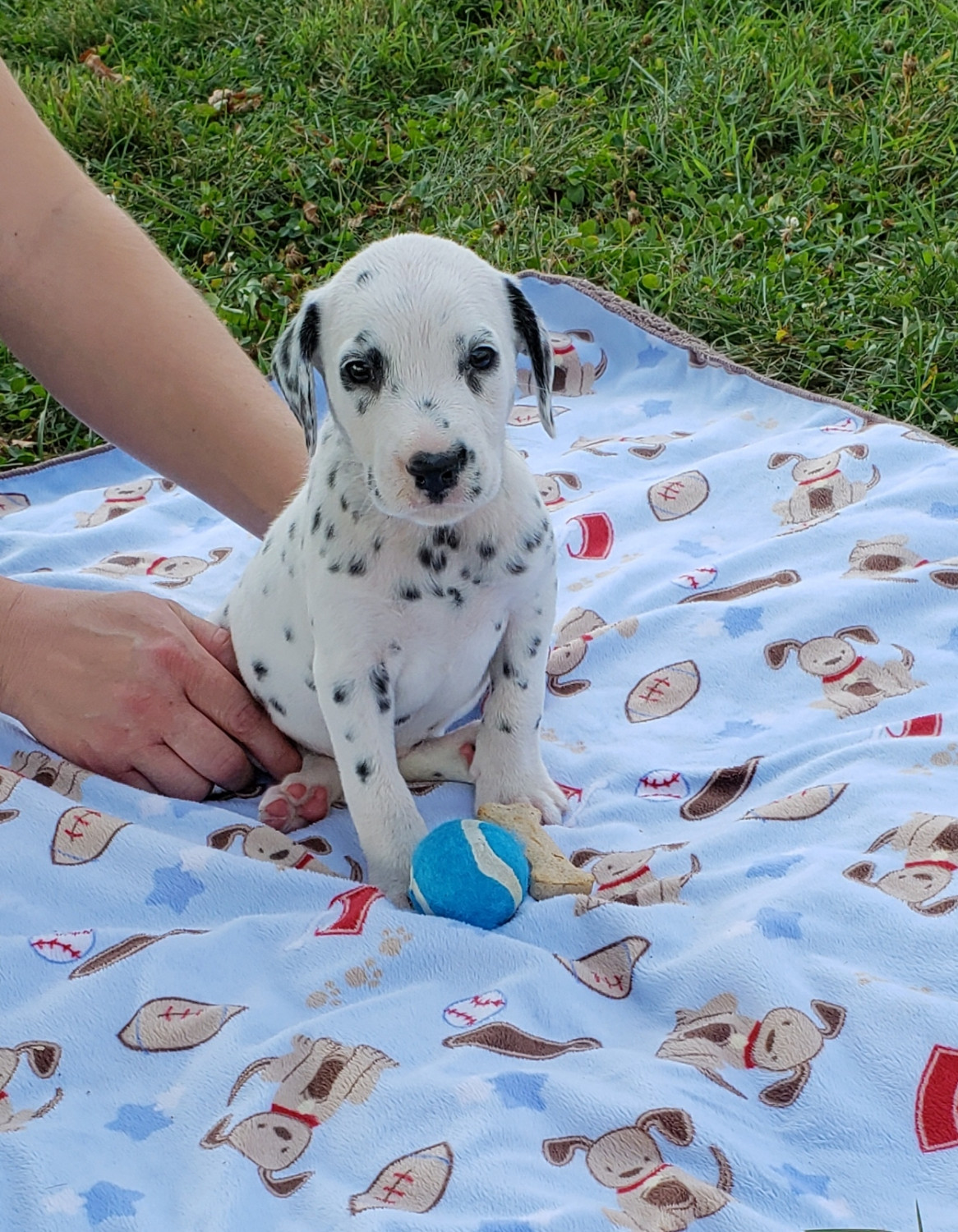 Dalmatian Puppies For Sale Sugarcreek, OH 281842