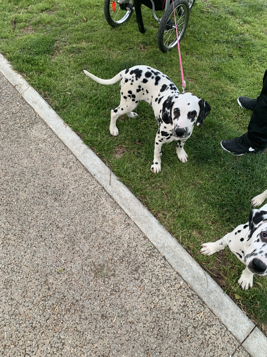 Dalmatian Puppies For Sale Los Angeles, CA 293777
