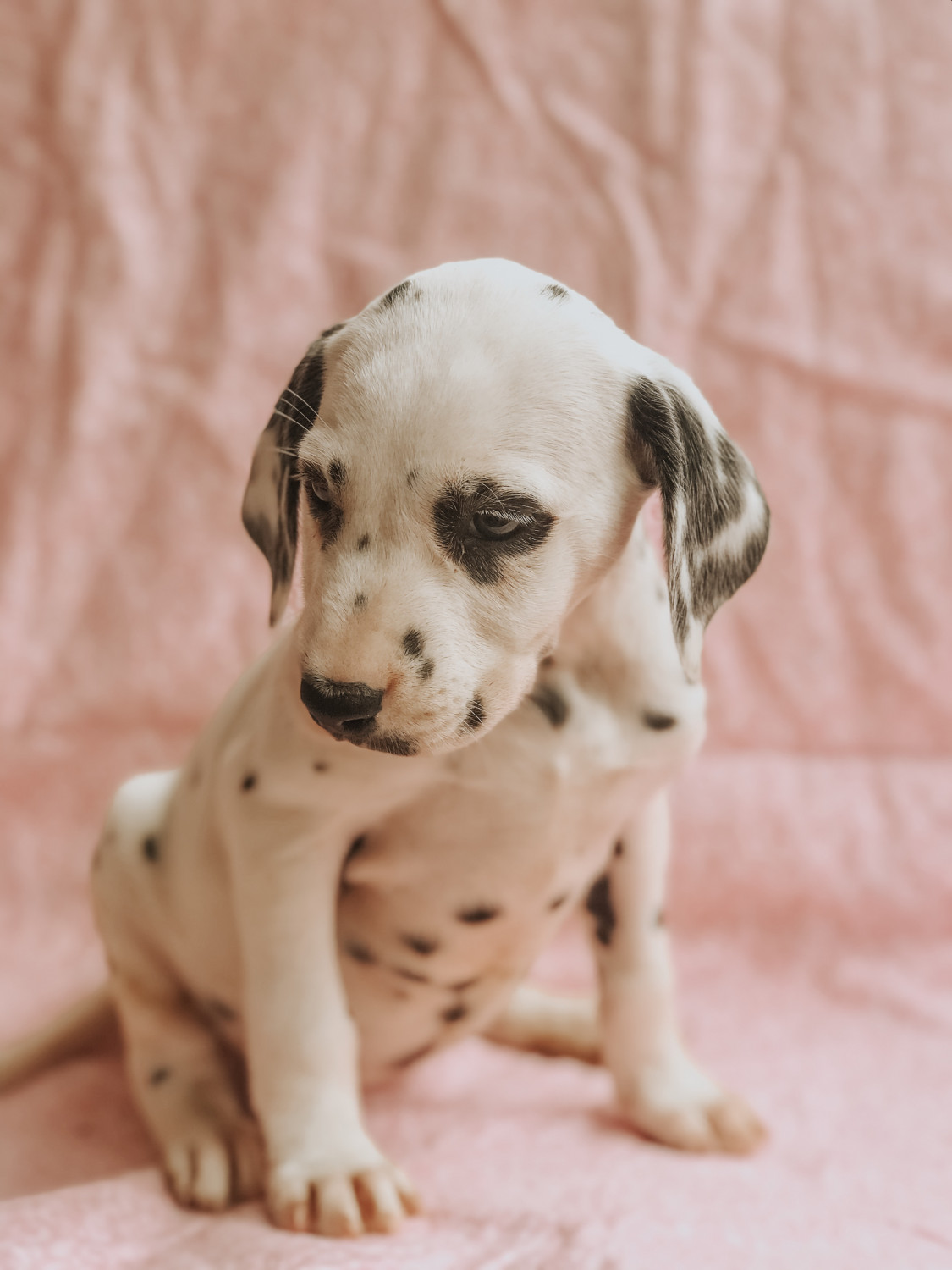 Dalmatian Puppies For Sale Yelm, WA 298973 Petzlover