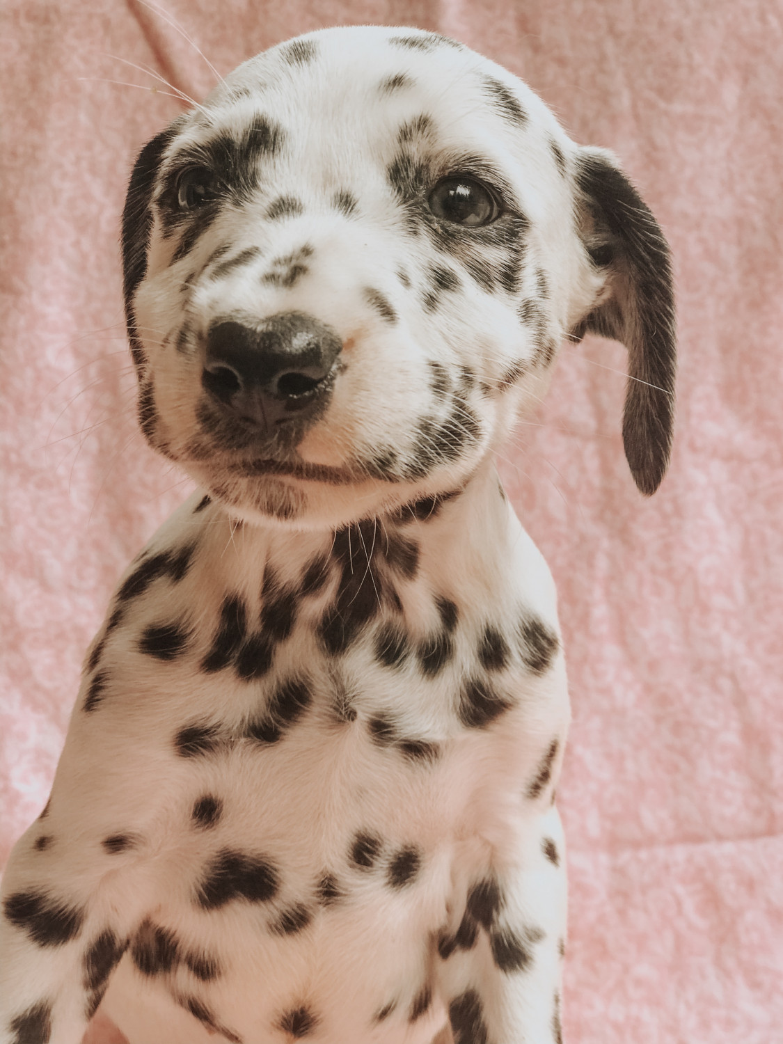 Dalmatian Puppies For Sale Yelm, WA 298973 Petzlover
