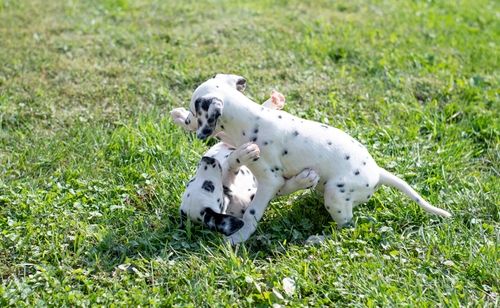 Dalmatian Puppies For Sale Sacramento, CA 299260