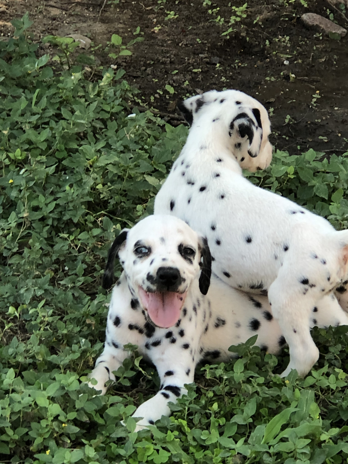 Dalmatian Puppies For Sale Rio Grande City, TX 302050
