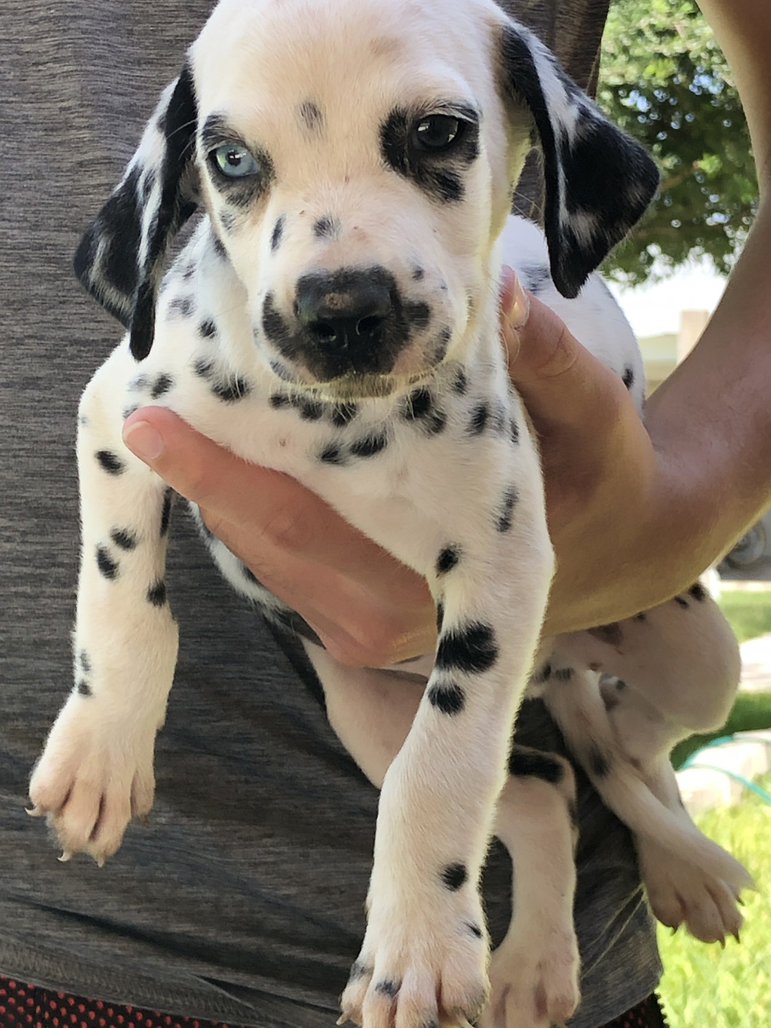 Dalmatian Puppies For Sale Rio Grande City, TX 302050