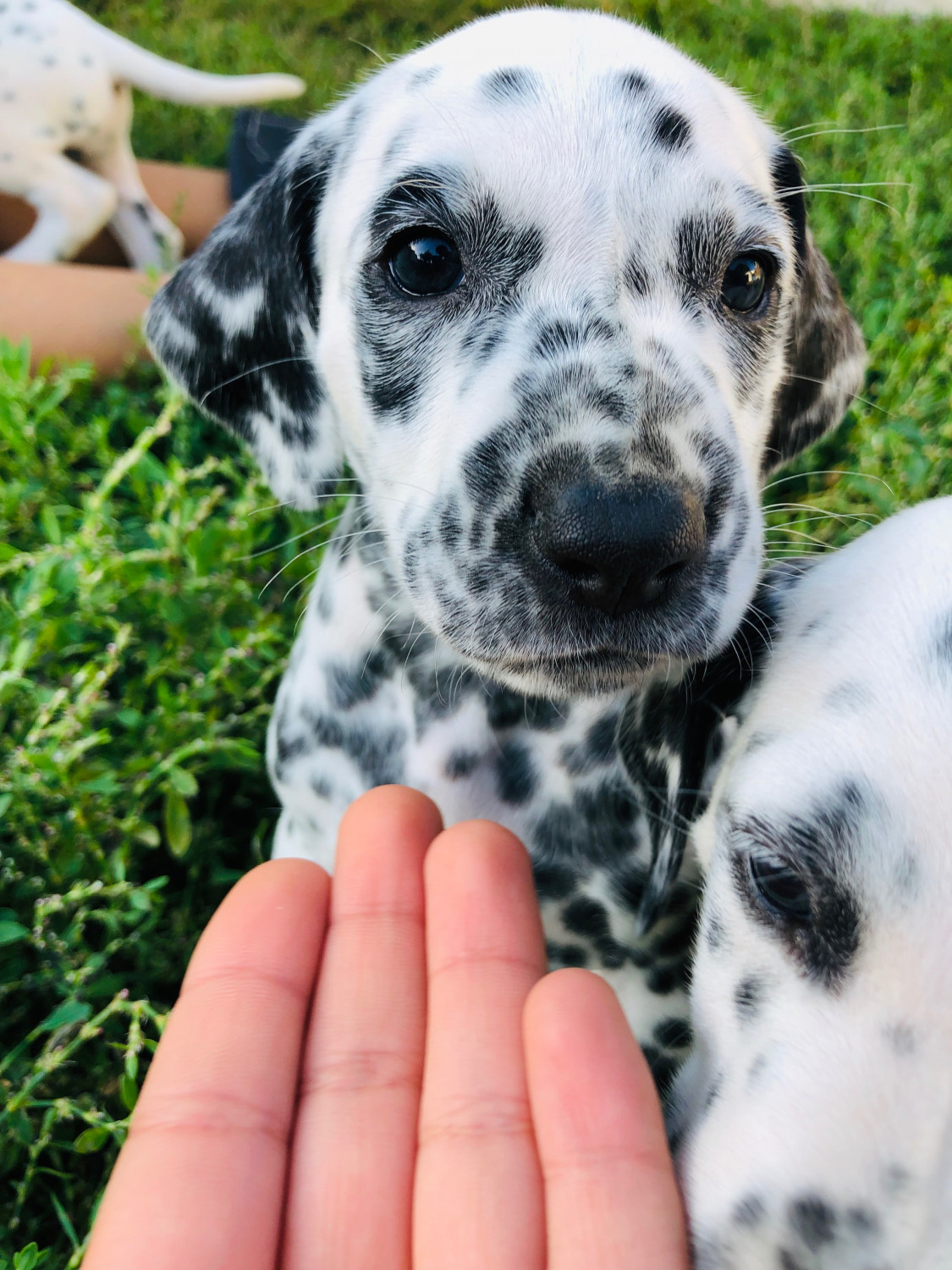 Dalmatian Puppies For Sale San Diego, CA 304810
