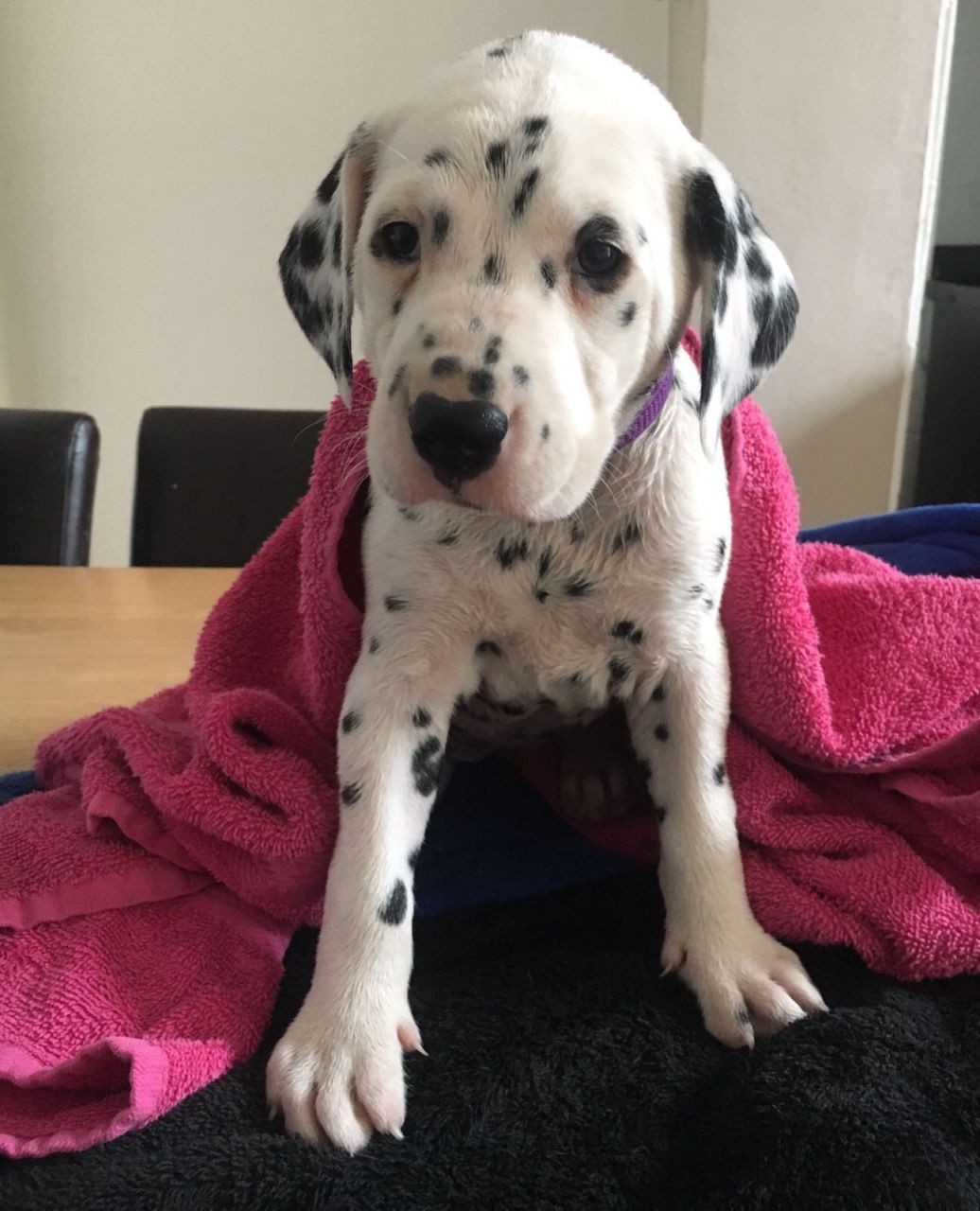 Dalmatian Puppies For Sale New York, NY 316918