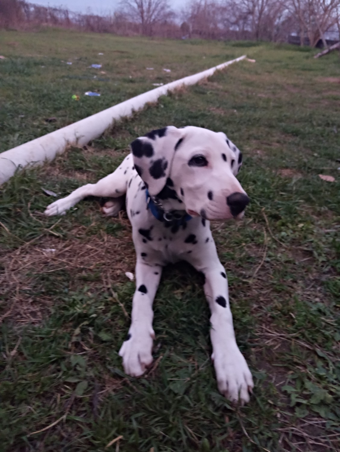 Dalmatian Puppies For Sale Whitney, TX 325961 Petzlover