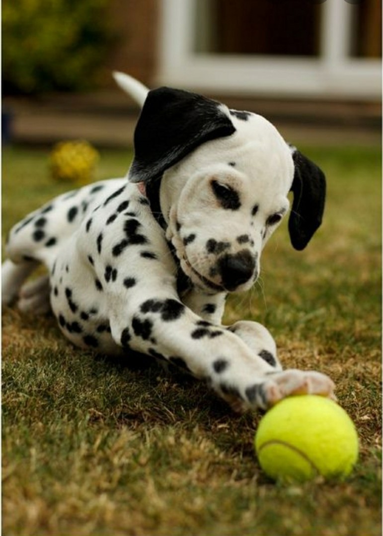 Dalmatian Puppies For Sale Raleigh, NC 326138 Petzlover