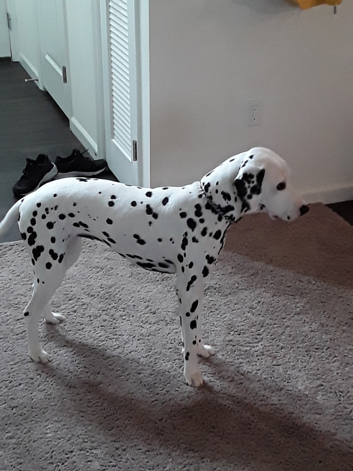 Dalmatian Puppies For Sale Willow Street, PA 329816