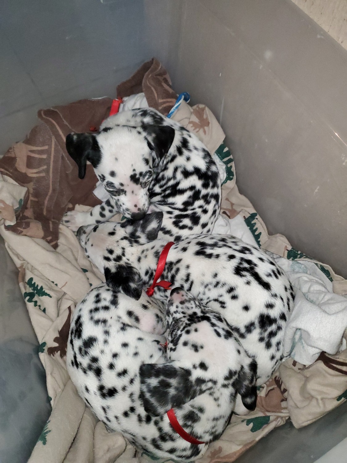 Dalmatian Puppies For Sale San Ysidro, CA 331889