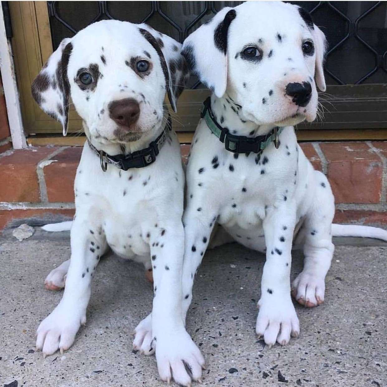 Dalmatian Puppies For Sale New York New York Casino, Las