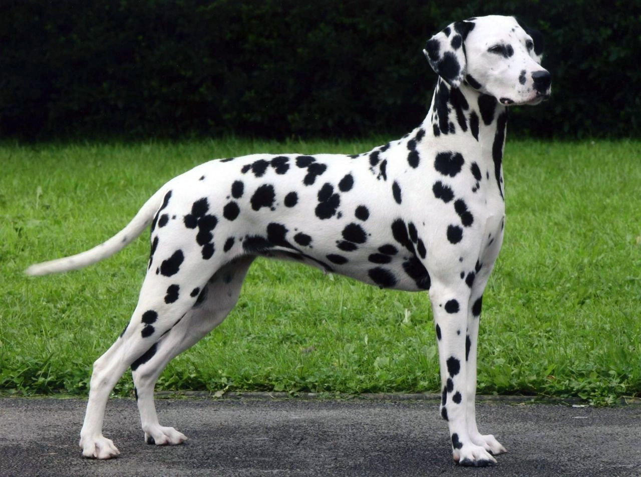 Dalmatian Dog Breed Information, Images, Characteristics