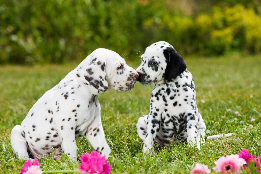 Dalmatian Dog Breed Information Images Characteristics Health