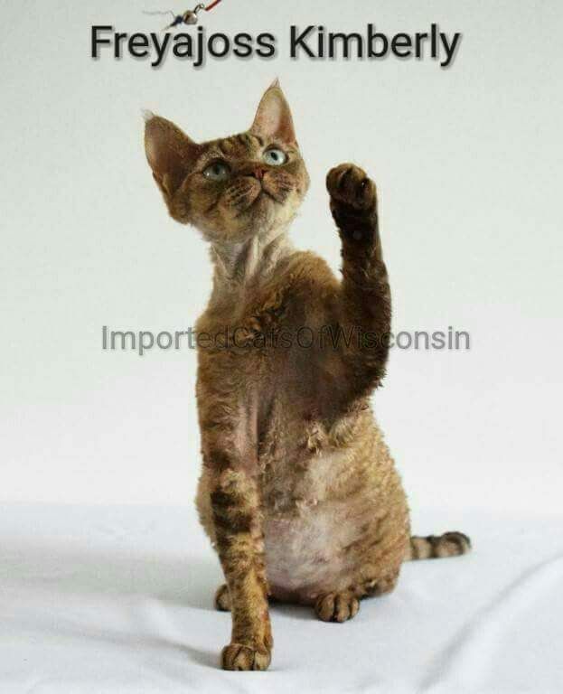 Devon Rex Cats For Sale Sparta, WI 232891 Petzlover