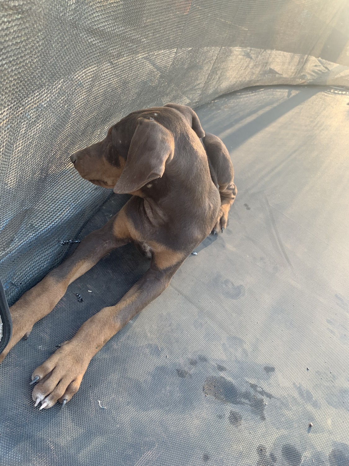 Doberman Pinscher Puppies For Sale Lindsay, CA 379123