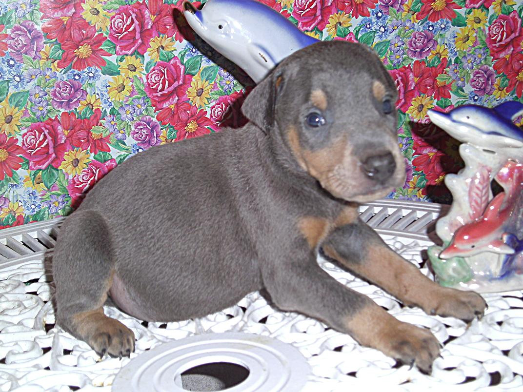 Doberman Pinscher Puppies For Sale | Cincinnati, OH #90556