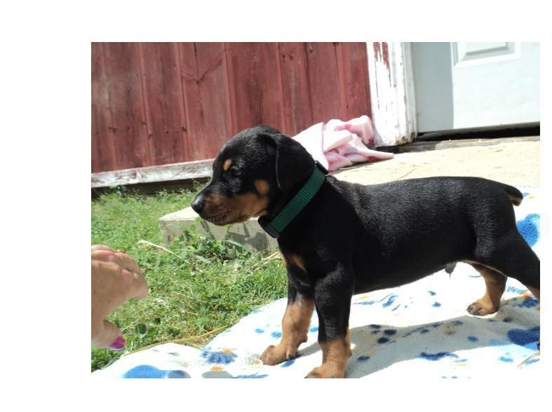 Doberman Pinscher Puppies For Sale | Chicago, IL #141347