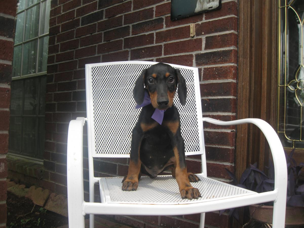 Doberman Pinscher Puppies For Sale Houston, TX 146103