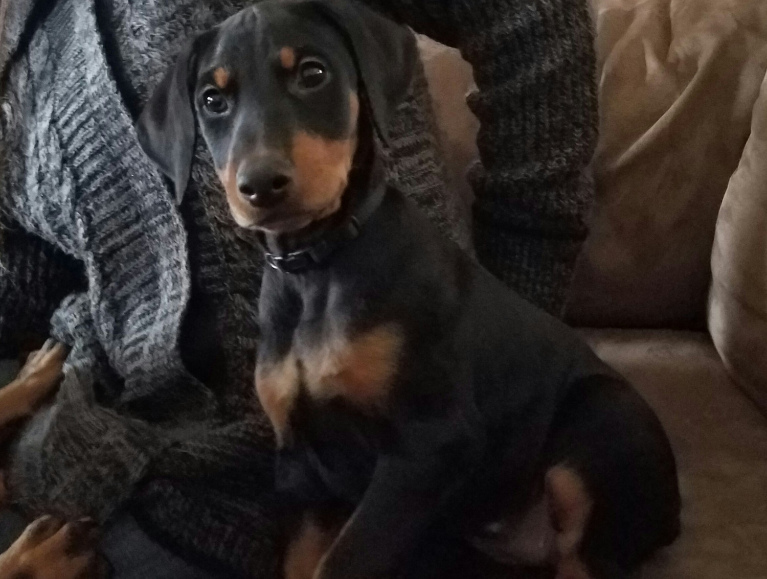 Doberman Pinscher Puppies For Sale Lorain, OH 178641