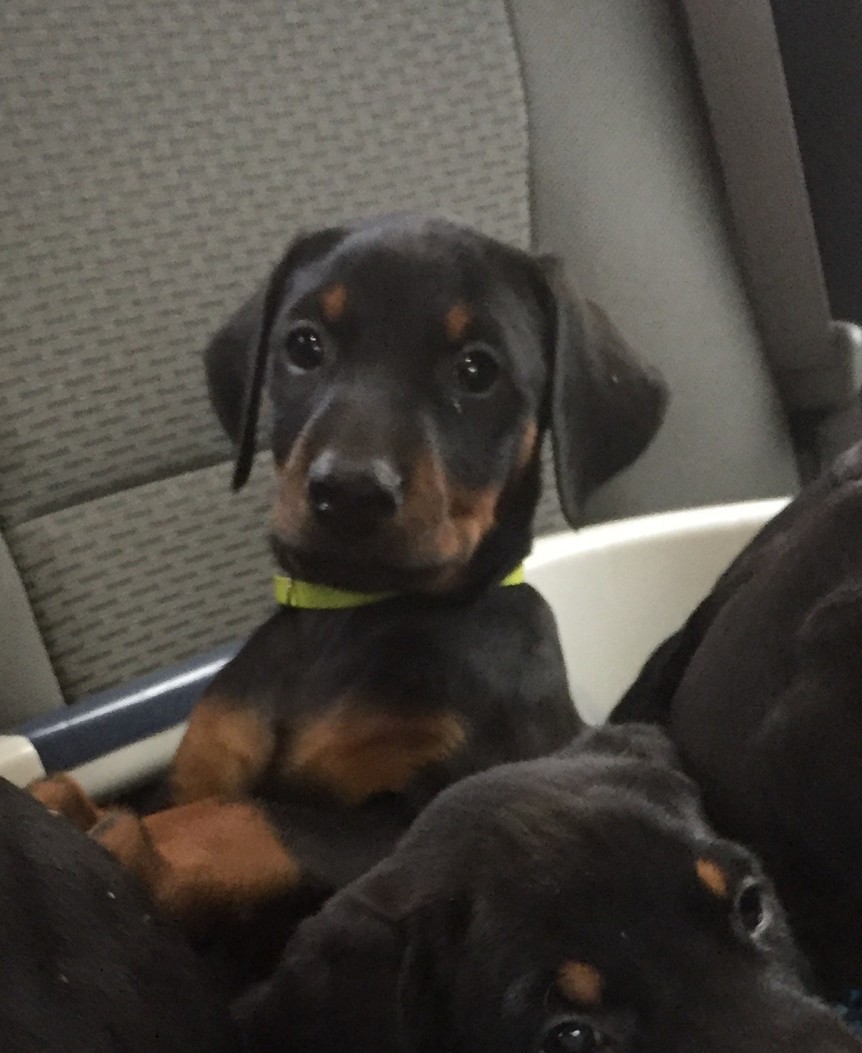 Doberman Pinscher Puppies For Sale Lorain, OH 178641