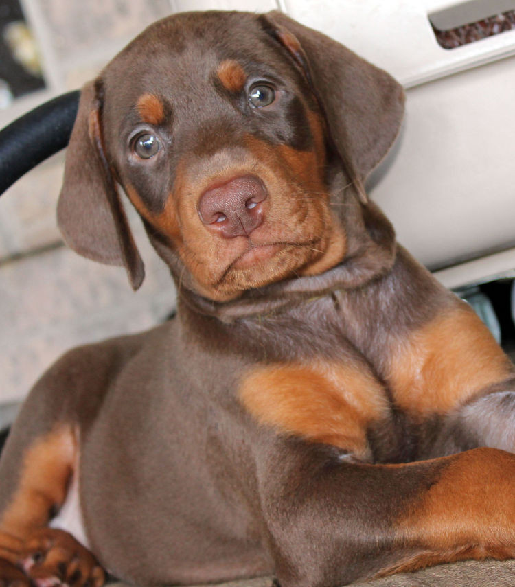 Dobermann Dogs and Puppies for sale in Russia