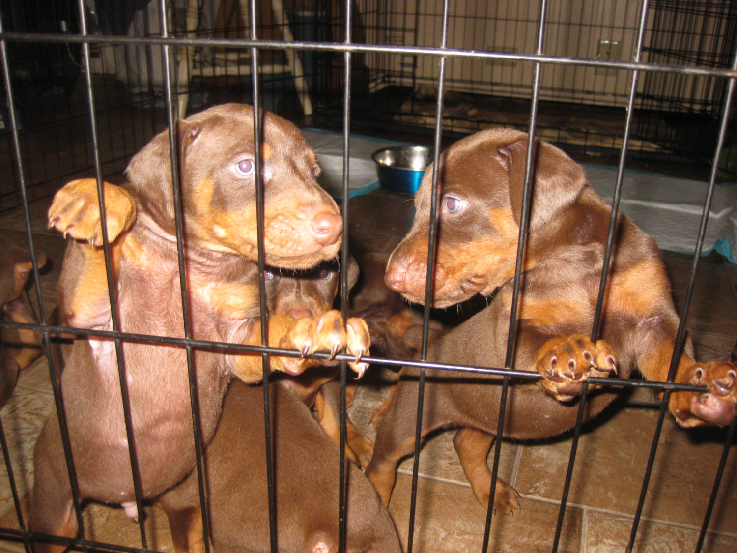 Doberman Pinscher Puppies For Sale Redding, CA 186945