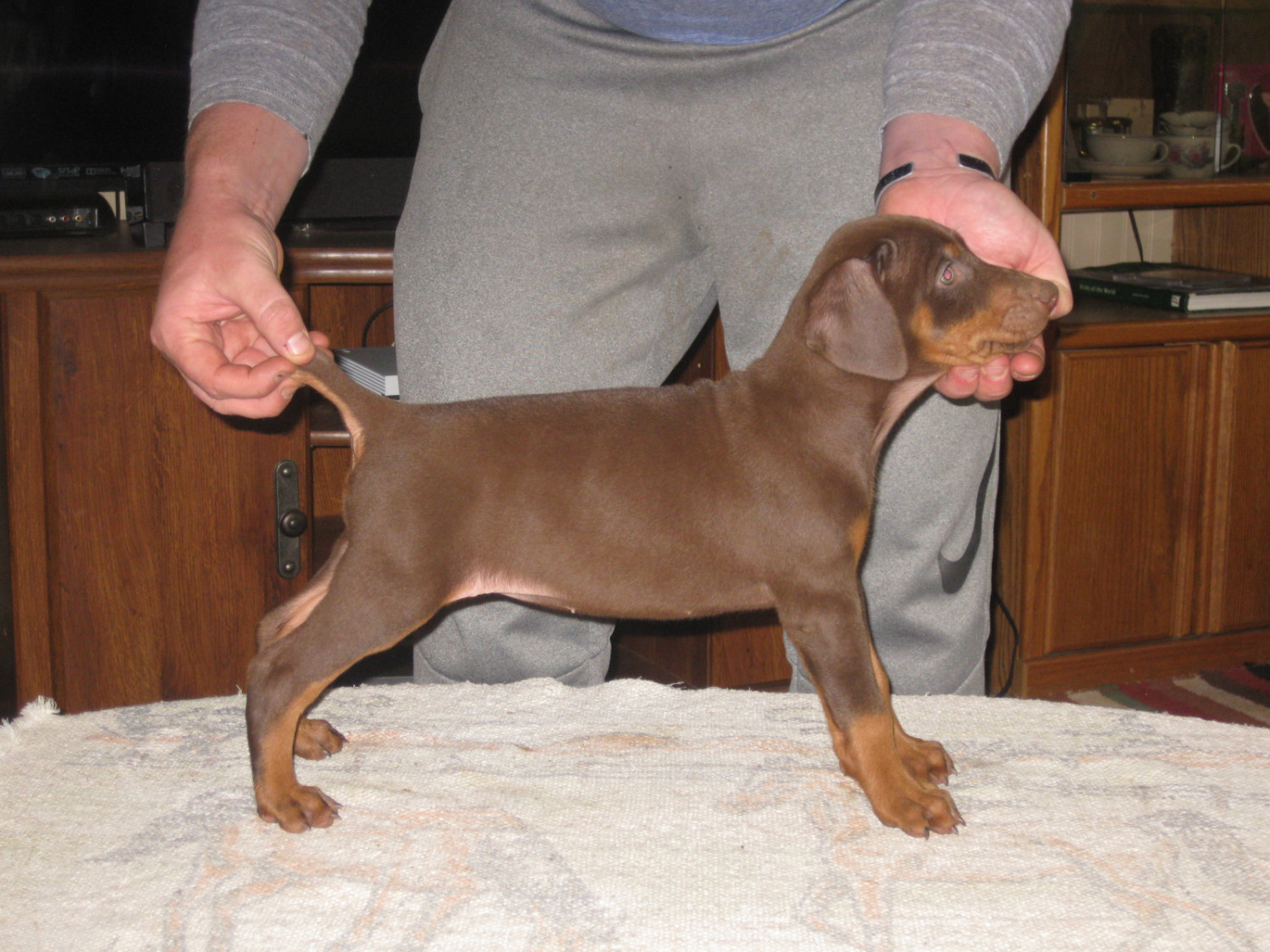 Doberman Pinscher Puppies For Sale Redding, CA 186945