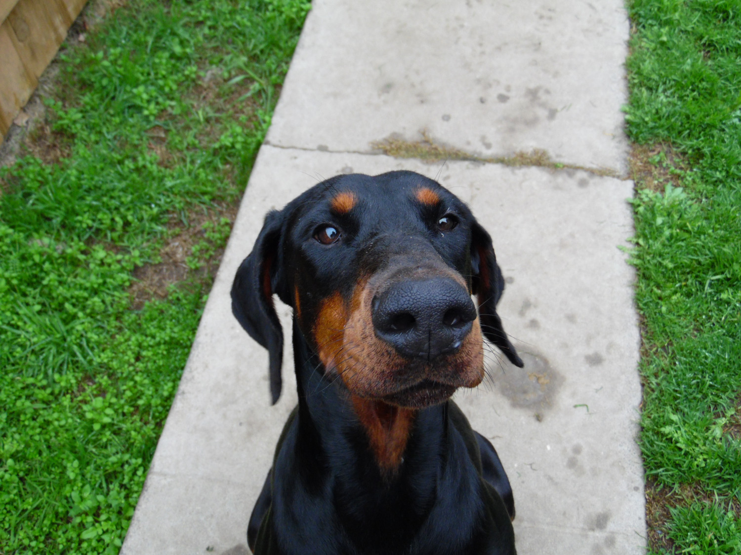 Doberman Pinscher Puppies For Sale Fresno, CA 191032