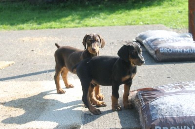 Doberman Puppies For Sale Nyc Find Doberman Puppies For