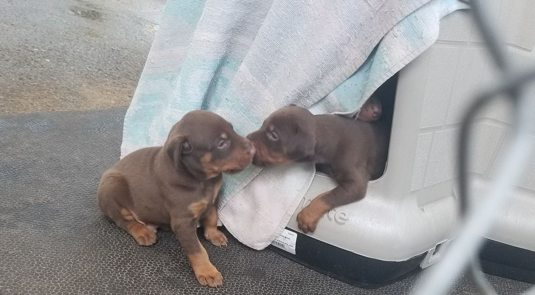 Doberman Pinscher Puppies For Sale Redding, CA 247441