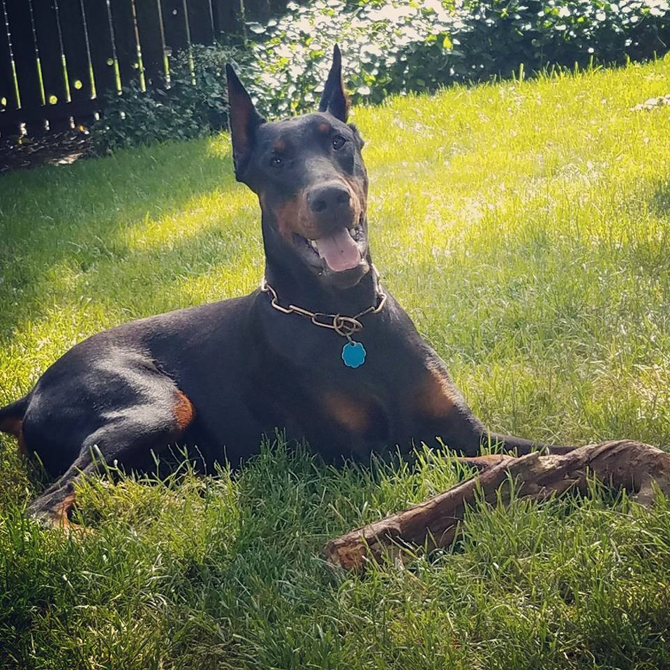 Doberman Pinscher Puppies For Sale Eugene, OR 249295