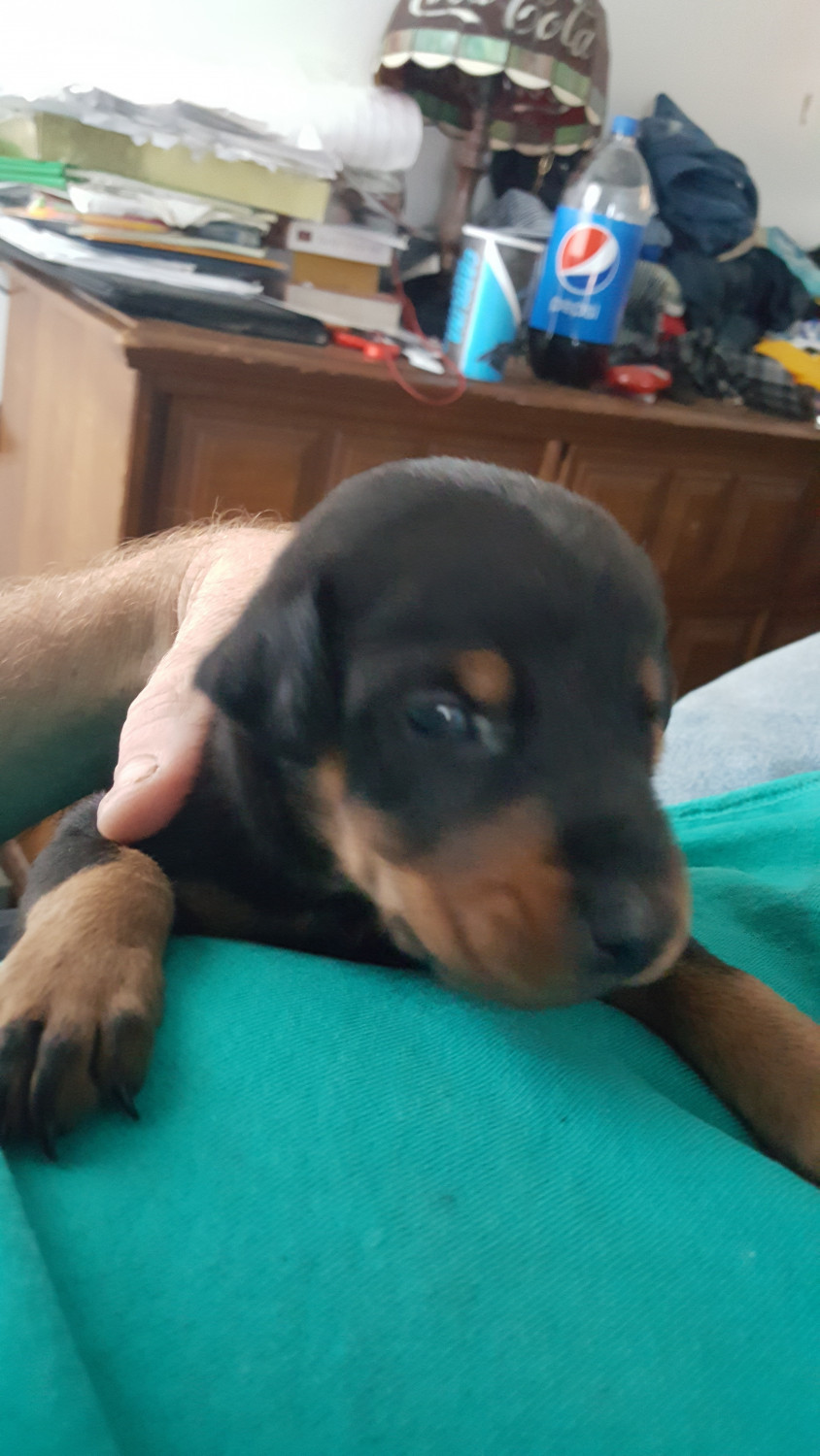 "Doberman Pinscher" Puppies For Sale Lexington, NC 253146