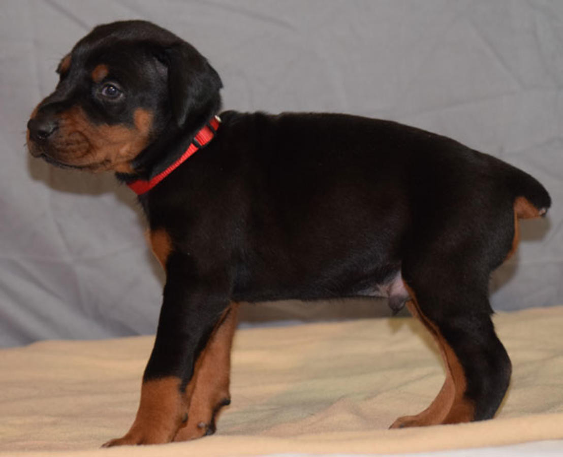 Doberman Pinscher Puppies For Sale Philadelphia, PA 272601