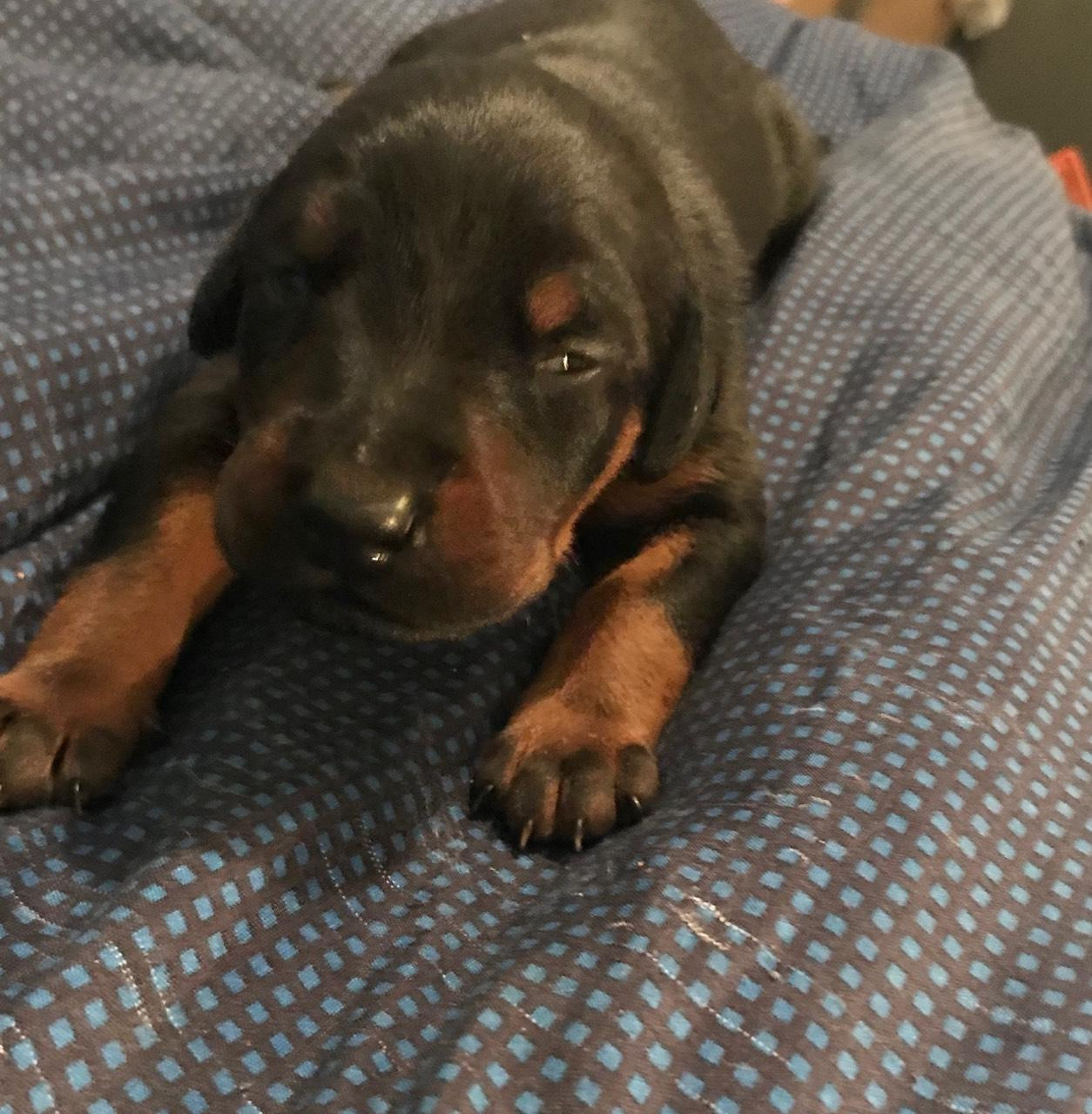 Doberman Pinscher Puppies For Sale Lexington, NC 278841